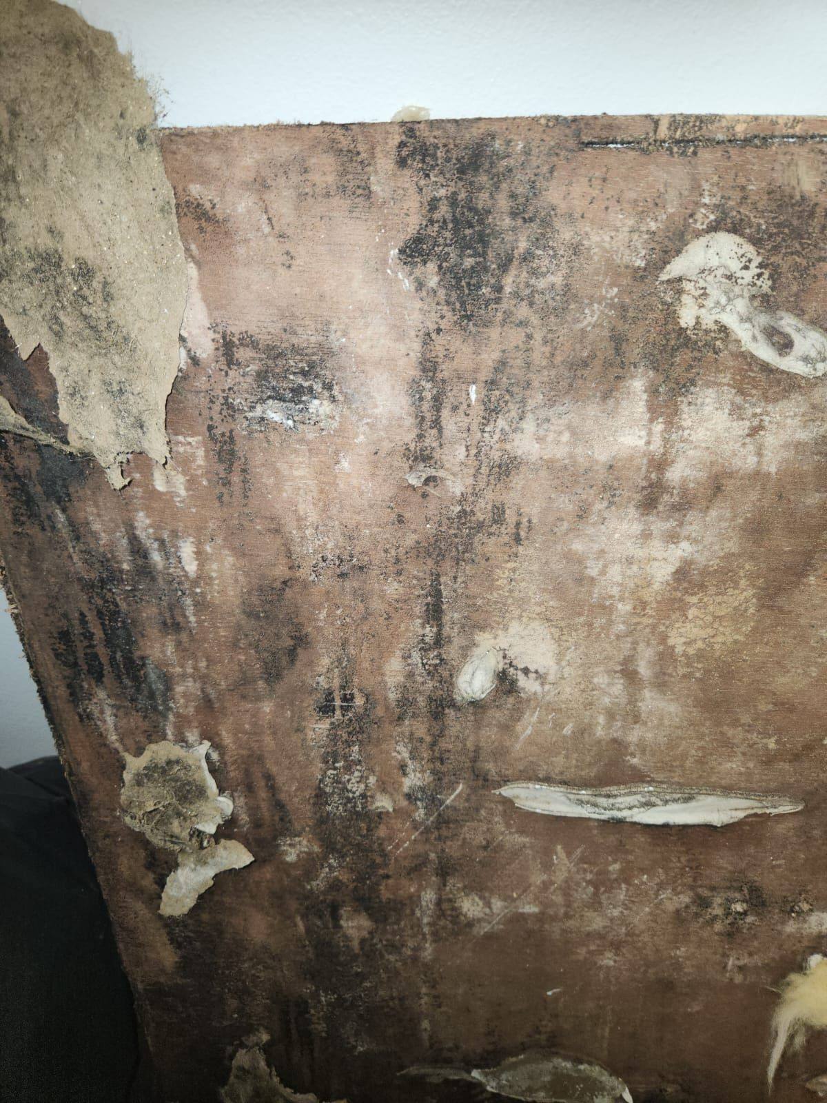 Close view of mould on the wall substrate behind the plasterboard